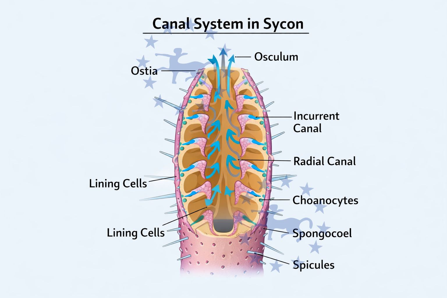 Canal System of Sycon Sponge Canal System of Sycon Sponge