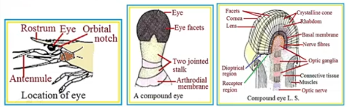 Structure of the Eye of Palaemon Structure of the Eye of Palaemon